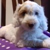 Picquot Puppies